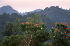 Rainforests in Fiji